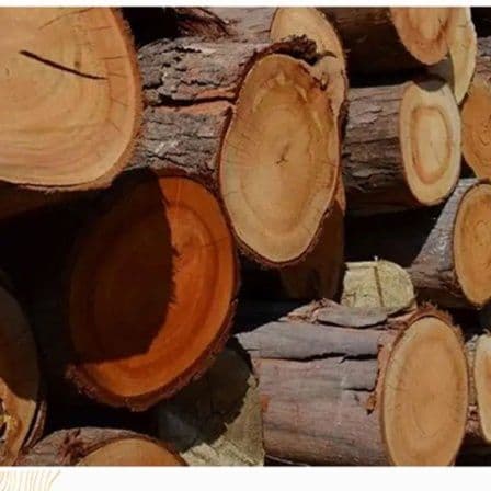 杖 匠心木造り 鳥背型グリップ杖